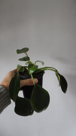 Sadnice - sobne biljke: Philodendron Green Princess