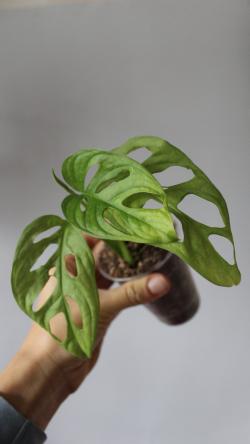 Sadnice - sobne biljke: Monstera Adansonii