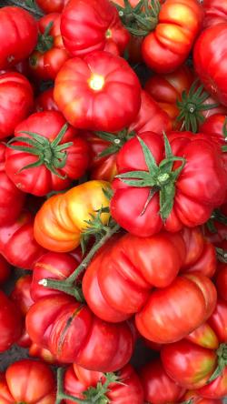 Seme povrća: Costoluto Fiorentino, seme paradajza