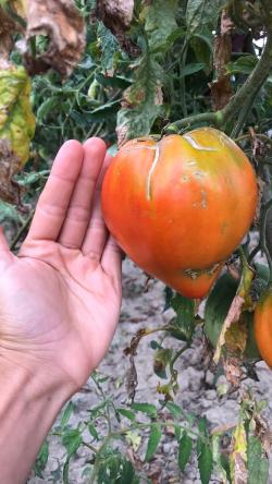 Seme povrća: Kosovsko volovsko srce, seme paradajza