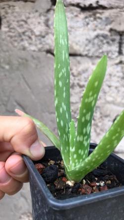 Perene: Sukulent Aloe sp.