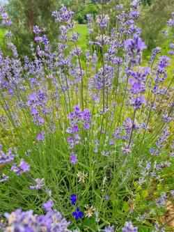 Začini i lekovito bilje: Lavanda 