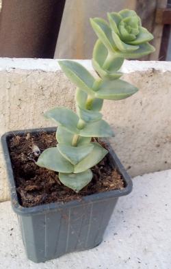 Sadnice - sobne biljke: Crassula perforata-