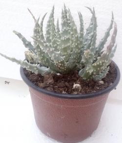 Sadnice - sobne biljke: Aloe humilis 