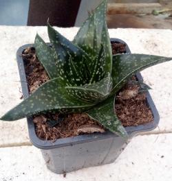 Sadnice - sobne biljke: Aloe cv. cha-cha