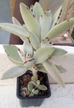 Sadnice - sobne biljke: Kalanchoe tomentosa-