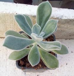 Sadnice - sobne biljke: Echeveria elegans