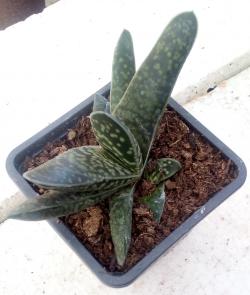 Sadnice - sobne biljke: Gasteria pillansil-