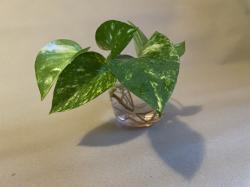 Sadnice - sobne biljke: Golden Pothos - Epipremnum Aureum