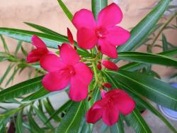 Sadnice - sobne biljke: OLEANDER  - SADNICA 