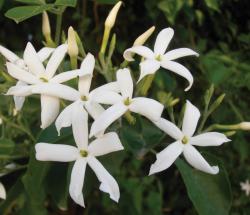 Sadnice - sobne biljke: JASMIN AZORCIJUM (JASMINUM AZORCUM) -  BILJKA 