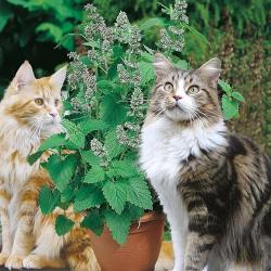 Seme cveća: MACINA TRAVA (NEPETA SATIVA) -50 SEMANA 