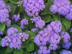 Seme cveća: GORUĆA LJUBAV (Ageratum houstonianum) - 100+ semena