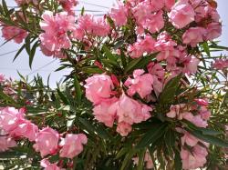 Sadnice - sobne biljke: OLEANDER - DUPLI CVET* - SADNICA