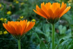 Seme cveća: NEVEN (Calendula officinalis)  - 50 semena