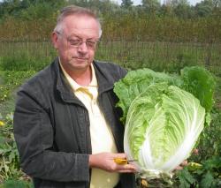 Seme povrća: KINESKI KUPUS (Brassica pekinensis) - 50 SEMENA