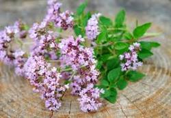 Začini i lekovito bilje: MAJORAN (ORIGANUM MAJORANA) - 100 SEMENA