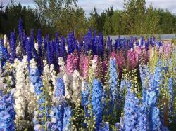 Seme cveća: DELFINIJUM (DELPHINIUM AJACIS) - 30 SEMENA MIX BOJA