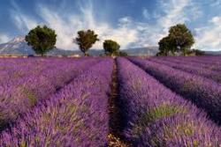 Seme žbunastih vrsta: LAVANDA (Lavandula spicata) - 50 semena