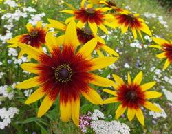 Seme cveća: RUDBEKIJA (RUDBECKIA HIRTA) - 100 SEMENA 