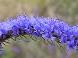 Seme cveća: MILODUH (HISSOPUS OFFICINALIS) - 100 SEMENA