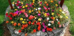 Seme cveća: PRKOS (PORTULACA GRANDIFLORA) - 100 SEMENA 