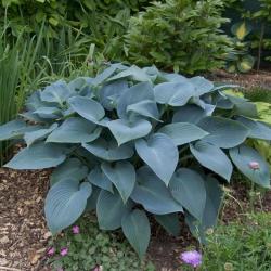 Perene: HOSTA HALCYON  -SADNICA