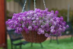 Seme cveća: ALISUM (Alyssum maritima)LJUBIČASTI - 100 semena