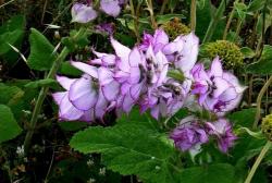 Začini i lekovito bilje: MUSKATNA ŽALFIJA (SALVIA SCLAREA) - 50 SEMENA