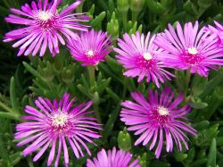 Perene: Delosperma cooperi