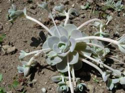 Perene: Orostachys furusei