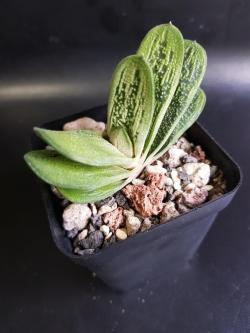 Sadnice - sobne biljke: Gasteria Little Warty