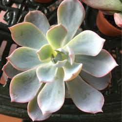 Sadnice - sobne biljke: Echeveria desmetiana