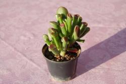 Kaktusi: Crassula gollum