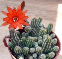 Kaktusi: Echinopsis chamaecereus