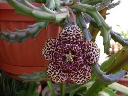 Kaktusi: Orbea Variegata