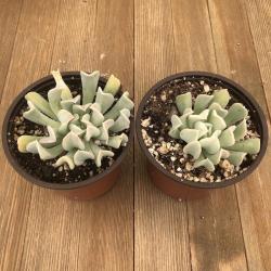 Sadnice - sobne biljke: Echeveria Topsy Turvy