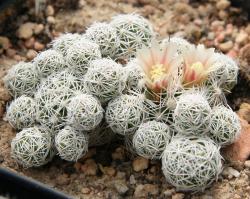 Kaktusi: Mammillaria gracilis fragilis