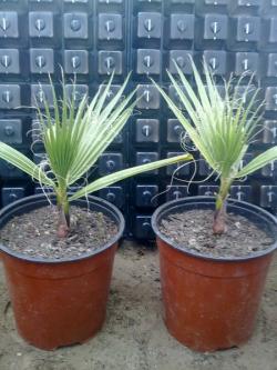 Sadnice - sobne biljke: Washingtonia robusta