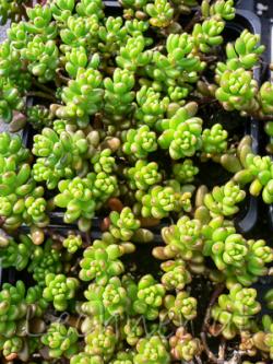 Perene: Sedum laconicum