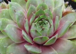 Perene: Sempervivum Rosie