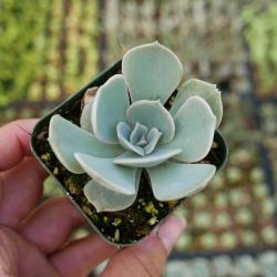 Sadnice - sobne biljke: Echeveria pollux