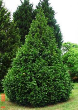 Seme drveća: THUJA PLICATA - Western red cedar 20 semenki