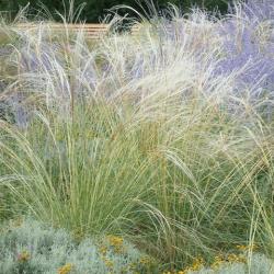 Trave: Stipa barbata