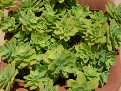 Perene: Sedum palmeri 