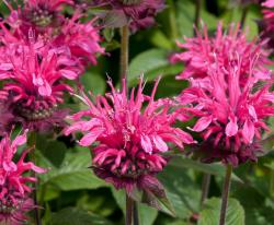 Sadnice - žbunaste vrste: Monarda pink sadnica