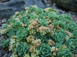 Perene: Sedum pachyclados