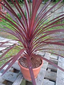 Seme cveća: Cordyline australis purpurea 10 semenki