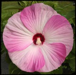 Seme cveća: Hibiscus moscheutos Luna Pink Swirl 10 semenki