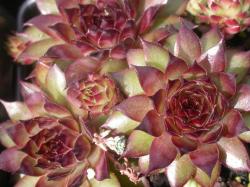 Perene: Sempervivum bronco